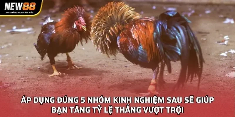 Áp dụng đúng 5 nhóm kinh nghiệm sau sẽ giúp bạn tăng tỷ lệ thắng vượt trội