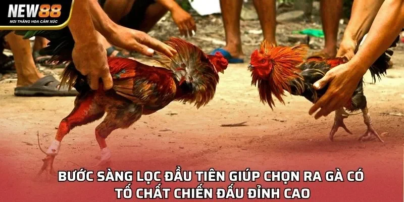 Bước sàng lọc đầu tiên giúp chọn ra gà có tố chất chiến đấu đỉnh cao