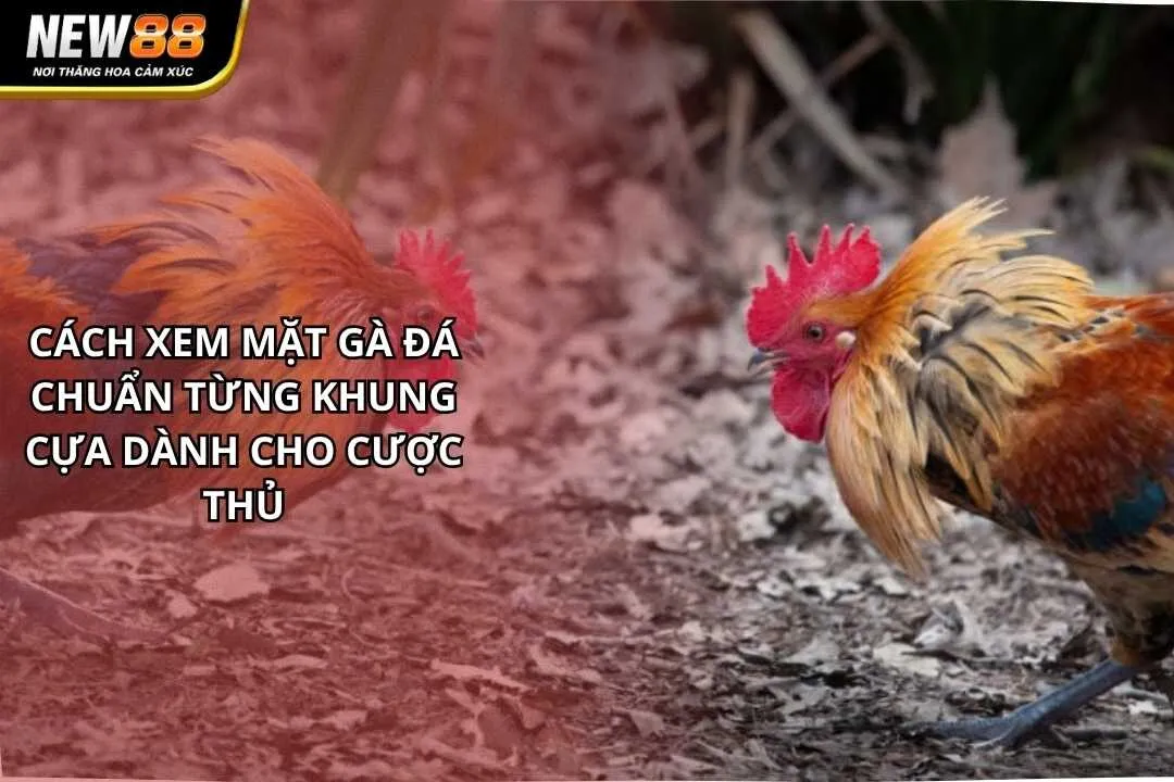 Cách Xem Mặt Gà Đá