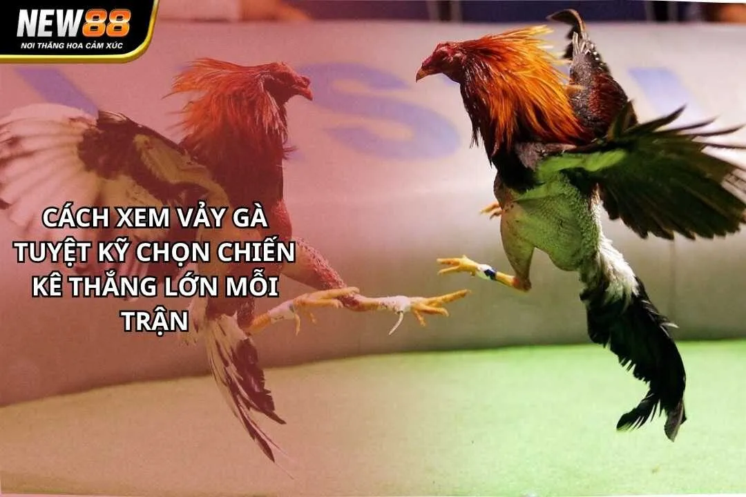 Cách Xem Vảy Gà