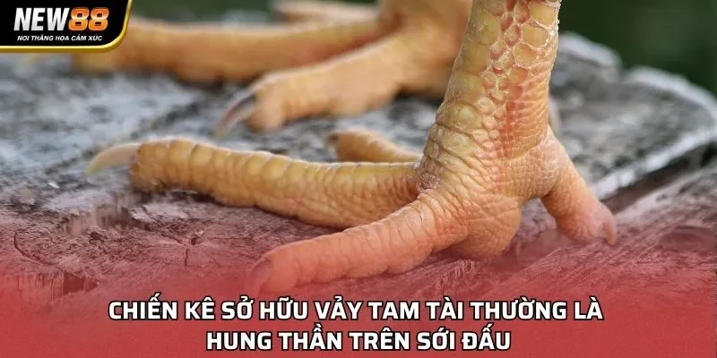 Chiến kê sở hữu vảy Tam Tài thường là hung thần trên sới đấu