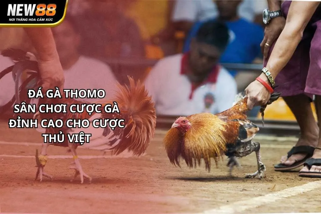 Đá Gà Thomo
