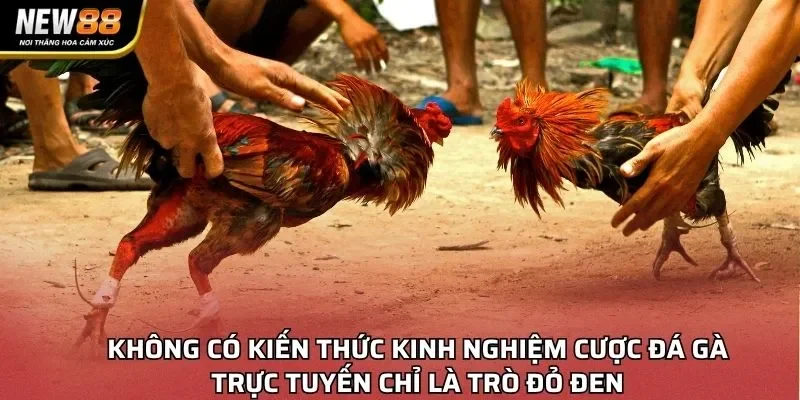 Không có kiến thức kinh nghiệm cược đá gà trực tuyến chỉ là trò đỏ đen