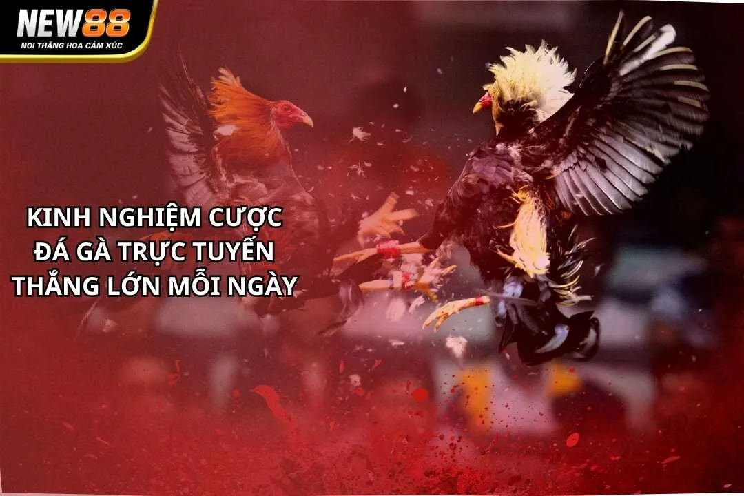 Kinh Nghiệm Cược Đá Gà Trực Tuyến