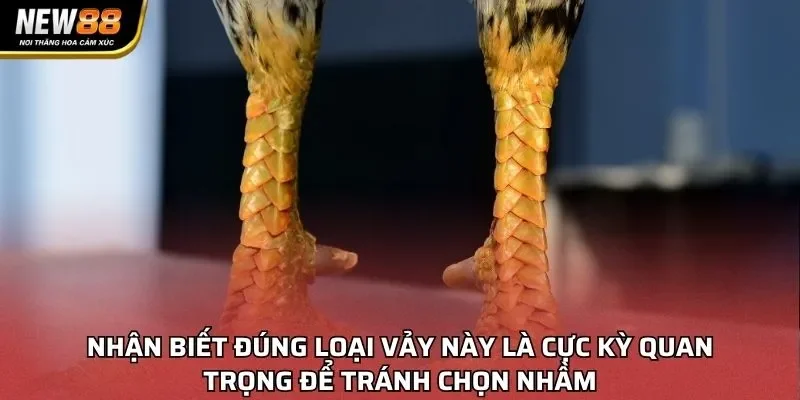 Nhận biết đúng loại vảy này là cực kỳ quan trọng để tránh chọn nhầm