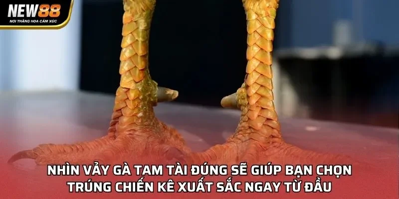 Nhìn vảy gà Tam Tài đúng sẽ giúp bạn chọn trúng chiến kê xuất sắc ngay từ đầu