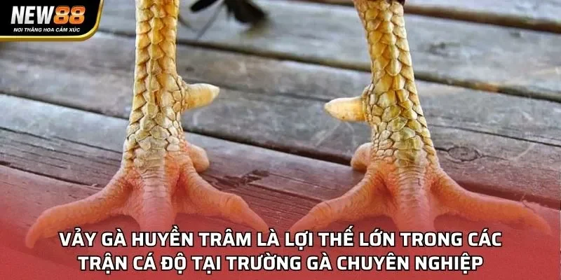 Vảy gà huyền trâm là lợi thế lớn trong các trận cá độ tại trường gà chuyên nghiệp