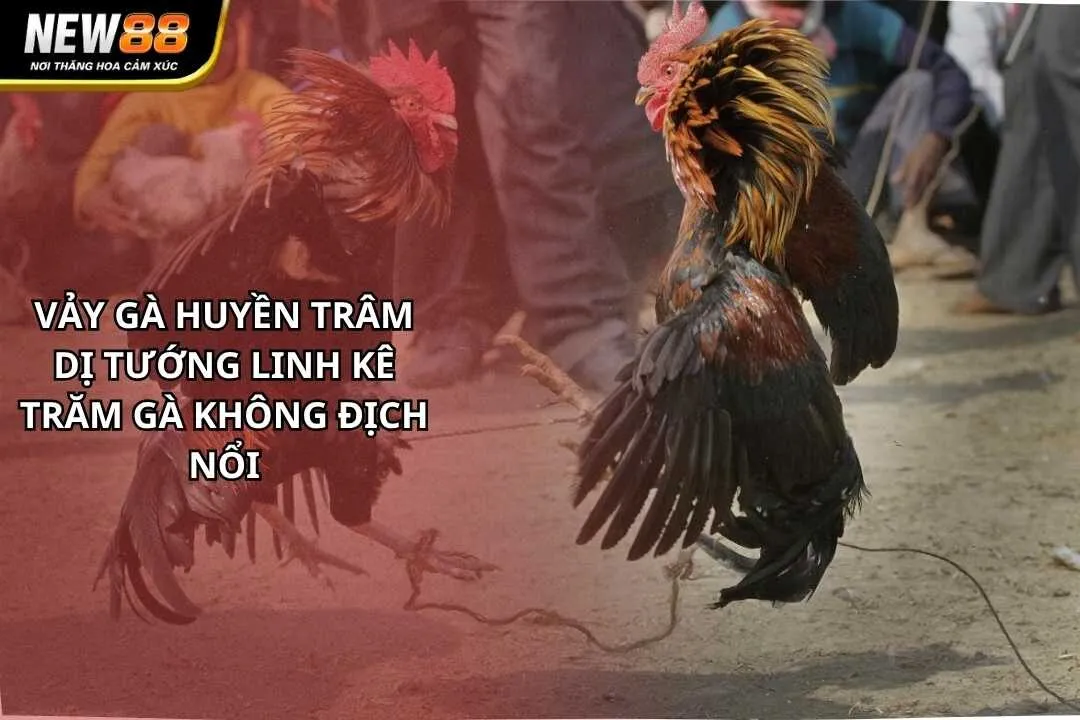 Vảy Gà Huyền Trâm