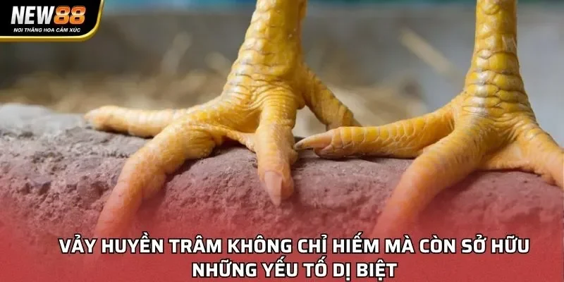 Vảy huyền trâm không chỉ hiếm mà còn sở hữu những yếu tố dị biệt