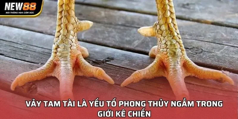 Vảy Tam Tài là yếu tố phong thủy ngầm trong giới kê chiến